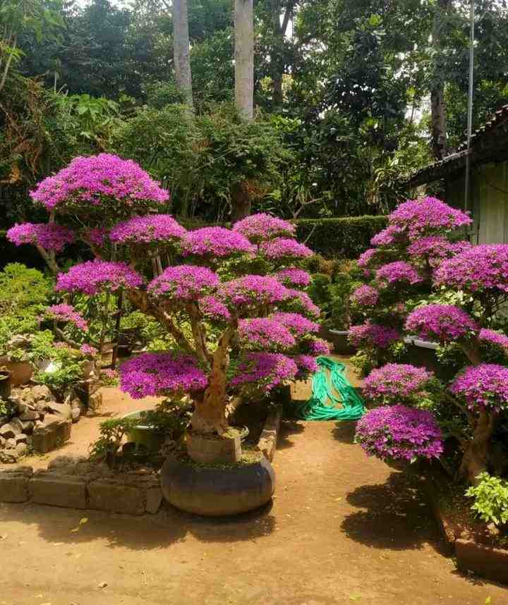 Bonsai Bugenvil